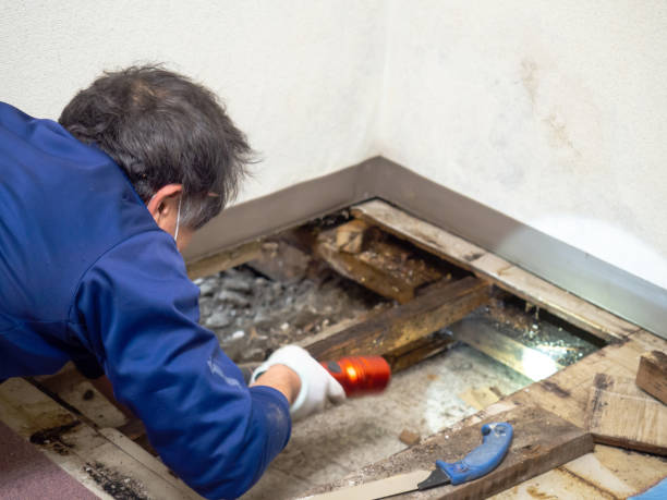 Best Mold Remediation for Specific Building Types in Salamanca, NY