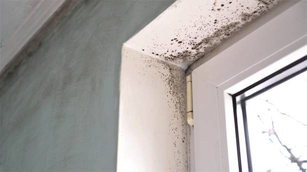 Best Emergency Mold Remediation in Salamanca, NY