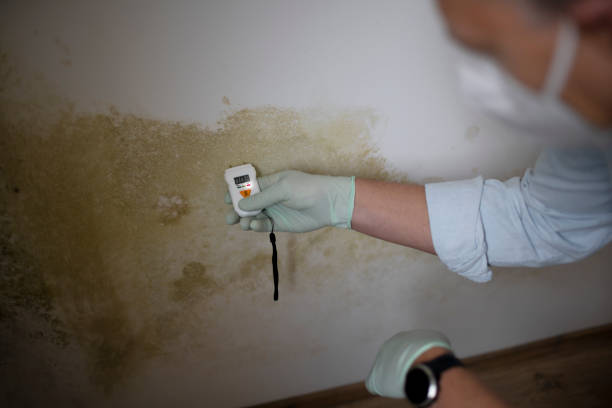 Best White Mold Remediation in Salamanca, NY