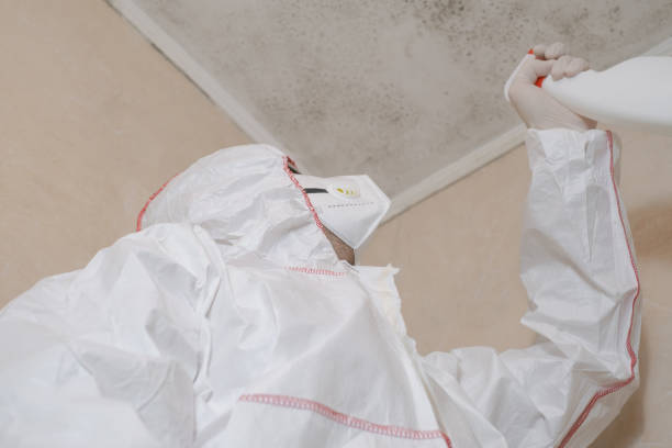 Best Black Mold Remediation in Salamanca, NY