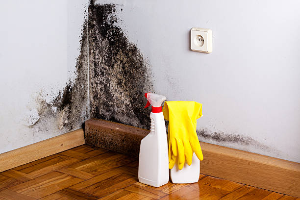 Best Attic Mold Remediation in Salamanca, NY