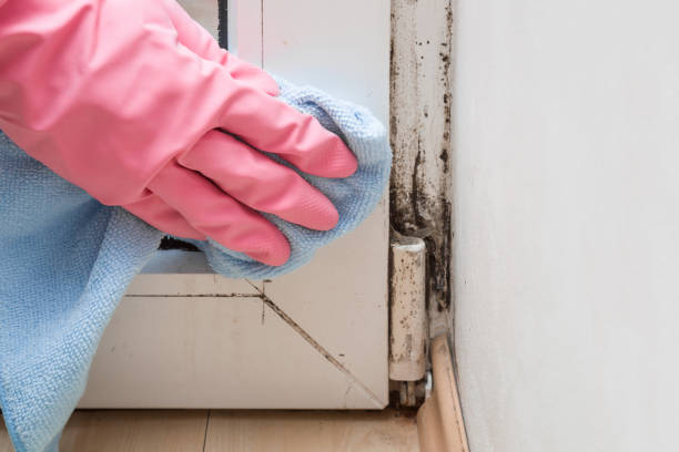 Best DIY Mold Remediation Support Services in Salamanca, NY