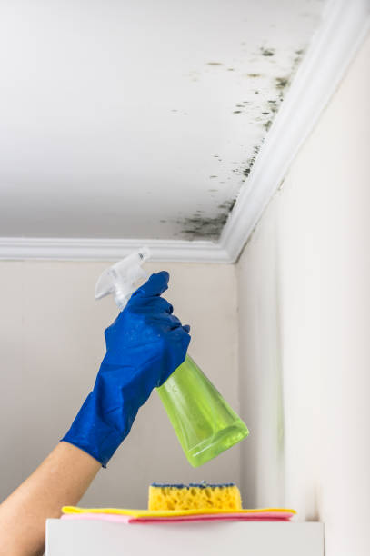 Best Commercial Mold Remediation in Salamanca, NY